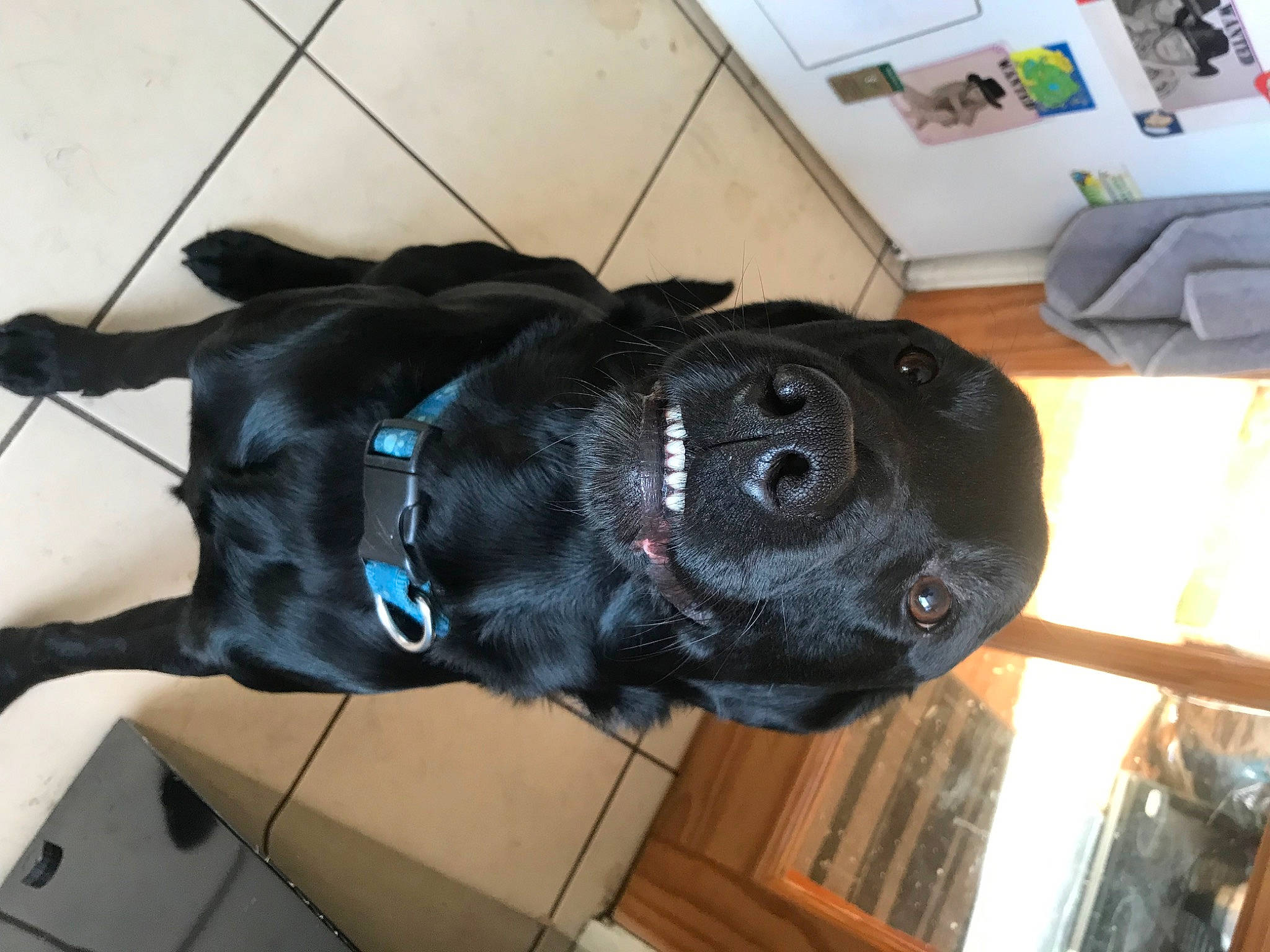 Flaska joined the competition — help win amazing prizes! borador, canidae, carnivore, collar, companion_dog, dog, dog_breed, dog_collar, dog_supply, ear, electric_blue, fawn, fur, guard_dog, liver, snout, sporting_group, tail, whiskers, working_animal