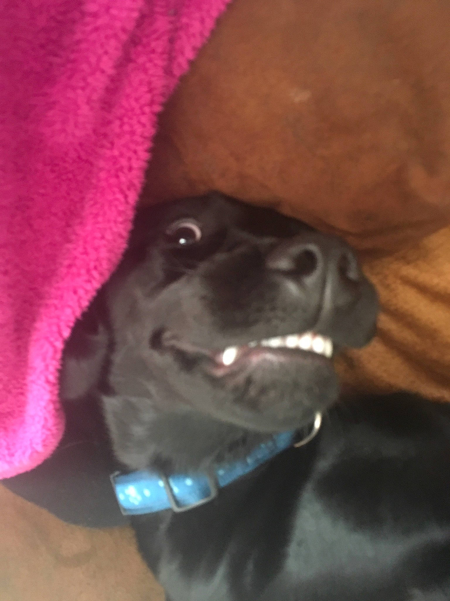 Flaska is registered to the contest to win money with this photo: canidae, carnivore, collar, companion_dog, dog, dog_breed, dog_collar, ear, electric_blue, fawn, fur, gesture, jaw, liver, nose, selfie, snout, sporting_group, whiskers, working_animal