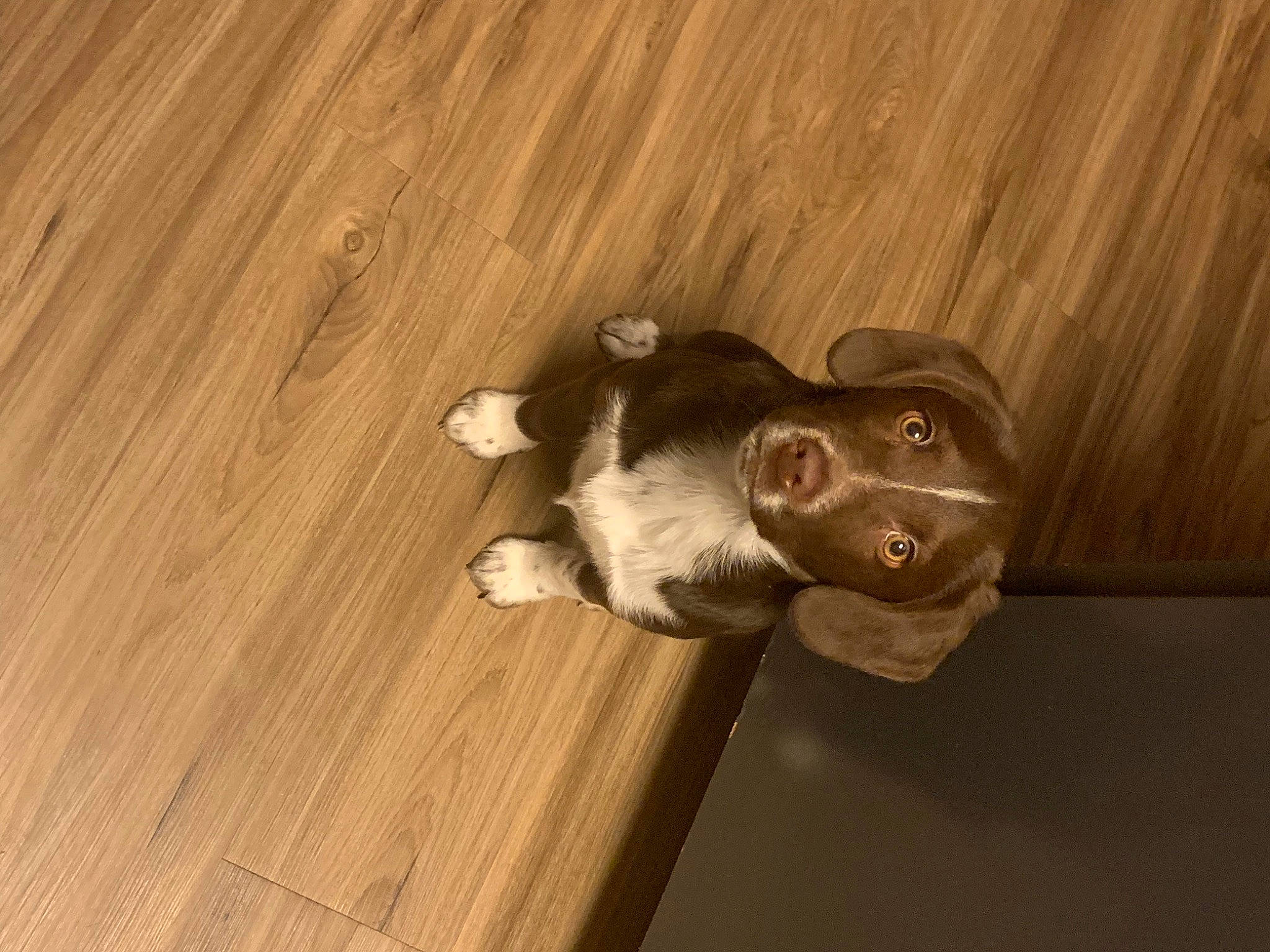 Kahlua joined the competition — help win amazing prizes! canidae, carnivore, companion_dog, dog, dog_breed, fawn, felidae, flooring, hardwood, laminate_flooring, liver, plank, snout, sporting_group, tail, varnish, whiskers, wood, wood_stain, working_animal