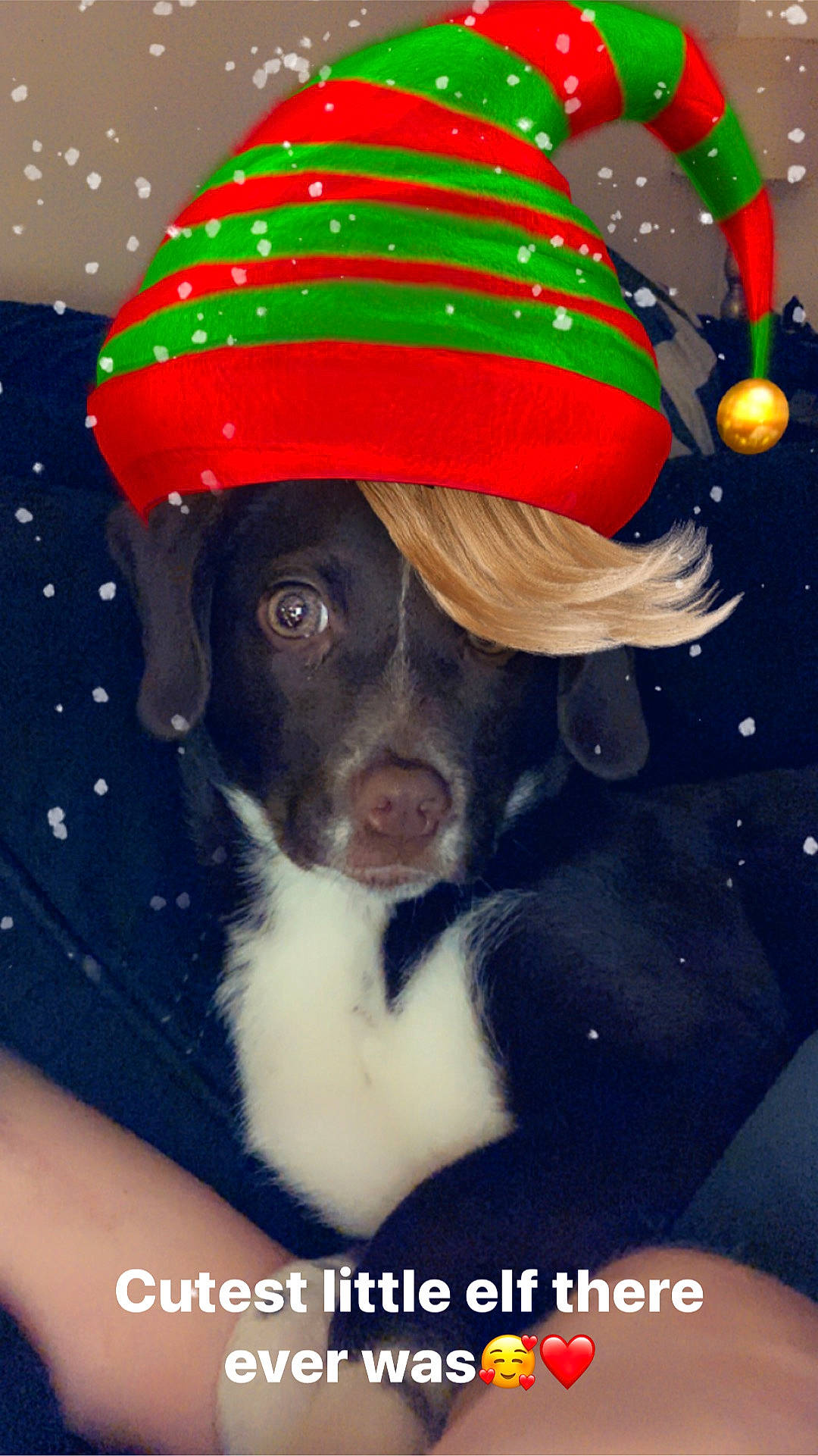 Kahlua joined the competition — help win amazing prizes! art, baseball_cap, canidae, cap, carnivore, circle, companion_dog, costume_hat, dog, dog_breed, dog_clothes, dog_supply, fawn, fur, hat, holiday, party_supply, snout, sporting_group, working_animal