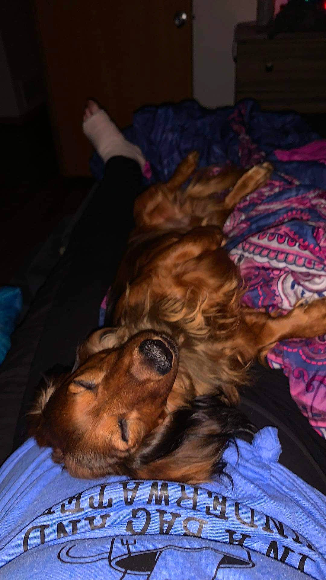 Mater is registered to the contest to win money with this photo: bed, bedding, big_cats, canidae, carnivore, comfort, companion_dog, dog_breed, event, felidae, flesh, fun, fur, linens, room, sleep, snout, sporting_group, whiskers, working_animal