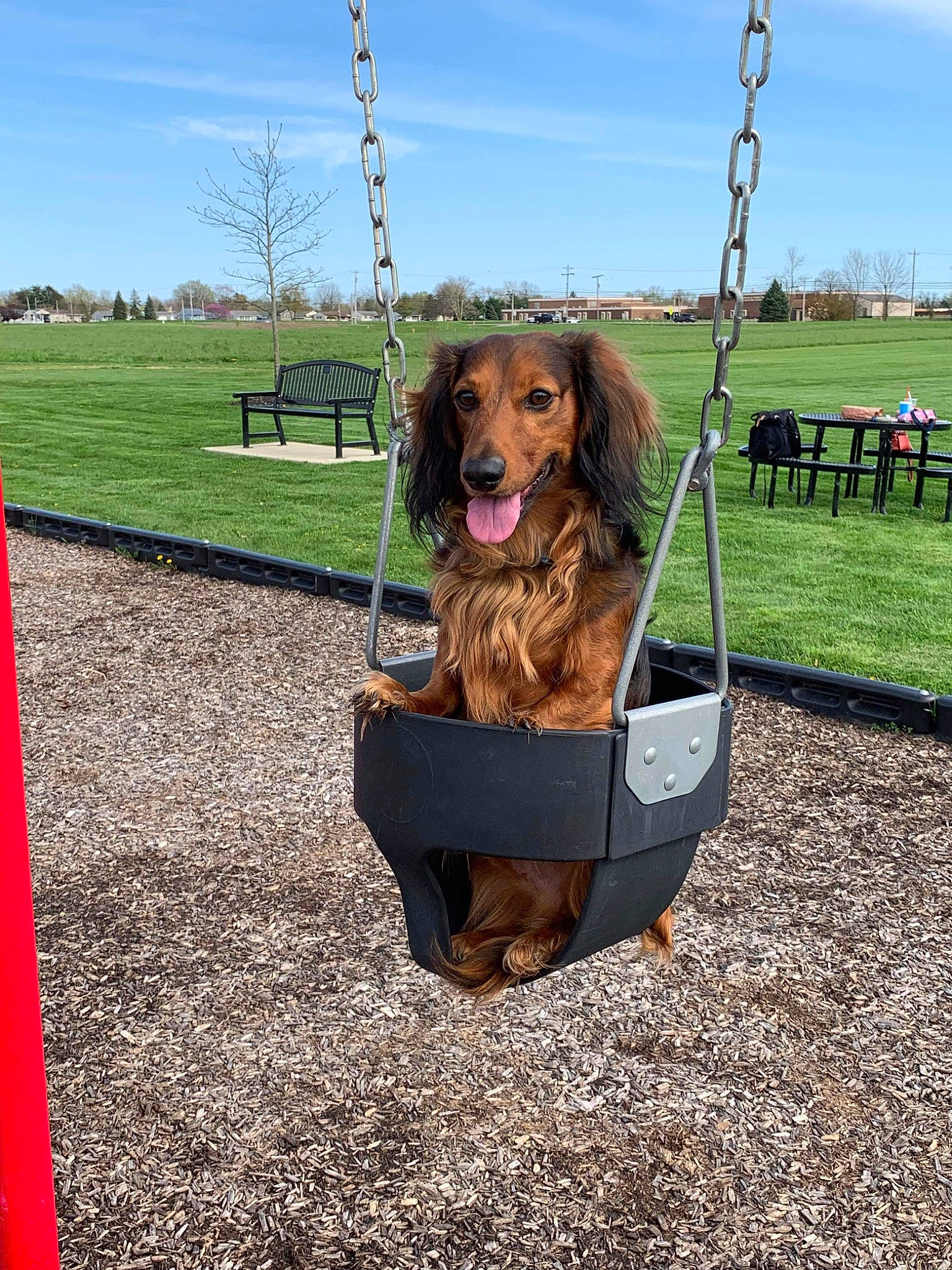 Mater is registered to the contest to win money with this photo: canidae, carnivore, cloud, collar, companion_dog, dog, dog_breed, dog_supply, fawn, grass, leash, leisure, pet_supply, plant, recreation, sky, soil, sporting_group, tree, working_animal