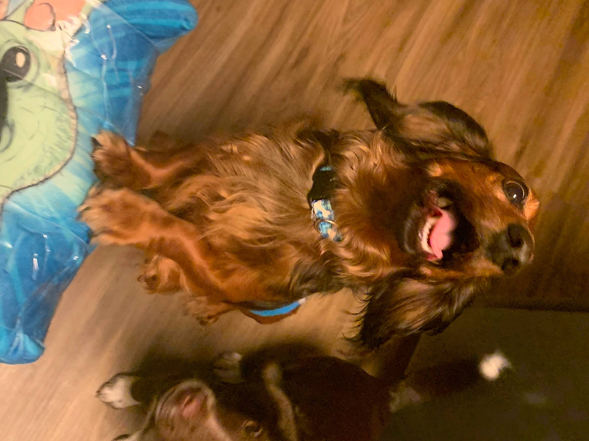 Mater is registered to the contest to win money with this photo: brown, canidae, carnivore, cocker_spaniel, companion_dog, dog, dog_breed, ear, fawn, fur, liver, paw, retriever, snout, spaniel, sporting_group, wood