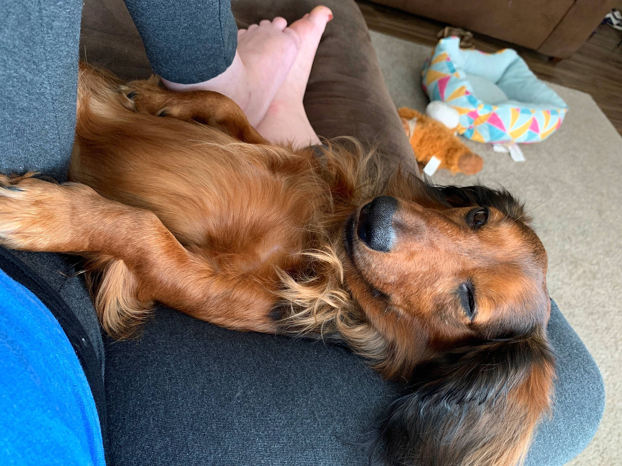 Mater is registered to the contest to win money with this photo: canidae, carnivore, comfort, companion_dog, dog, dog_breed, ear, fawn, fur, guard_dog, human_leg, liver, nap, paw, puppy_love, retriever, spaniel, sporting_group, whiskers, working_animal