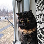 Nebula is registered to the contest to win money with this photo: animal, black_cat, cat, close_up, ears, fluffy, fur, gothic, home, indoors, long_hair, patterned_fabric, pet, portrait, sitting, tortoiseshell, whiskers, window, windowsill, yellow_eyes