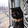 animal, black_cat, cat, close_up, ears, fluffy, fur, gothic, home, indoors, long_hair, patterned_fabric, pet, portrait, sitting, tortoiseshell, whiskers, window, windowsill, yellow_eyes