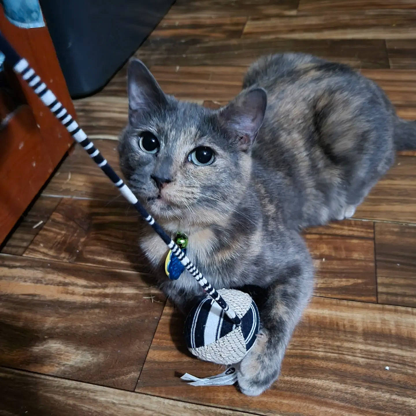 Coffee is registered to the contest to win money with this photo: carnivore, cat, cat_toy, claw, domestic_short_haired_cat, electric_blue, eye, fawn, felidae, fur, grey, hardwood, paw, russian_blue, sitting, small_to_medium_sized_cats, snout, tail, whiskers, wood