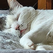 Leïa a rejoint le concours — aidez-le/la à gagner de superbes lots ! animal, blanket, cat, closeup, cozy, cute, feline, fur, gray, indoor, nose, paw, peaceful, pet, relaxed, resting, sleeping, soft, whiskers, white
