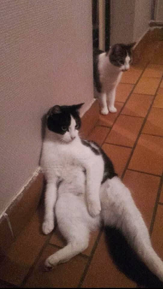 Jasmine a rejoint le concours — aidez-le/la à gagner de superbes lots ! aegean_cat, carnivore, cat, domestic_short_haired_cat, felidae, japanese_bobtail, kitten, mammal, polydactyl_cat, small_to_medium_sized_cats, snowshoe, tail, whiskers