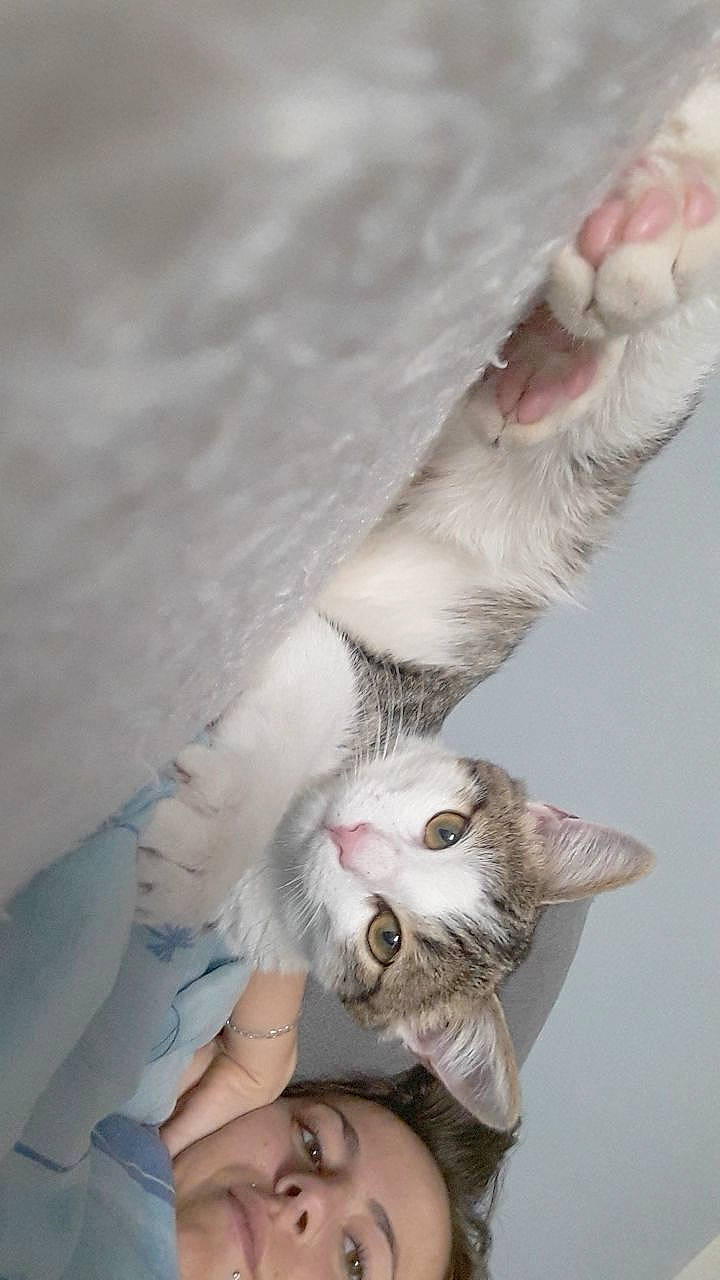 Coco participe au concours pour gagner de l'argent avec cette photo : aegean_cat, carnivore, cat, cornish_rex, fawn, felidae, fur, khao_manee, kitten, norwegian_forest_cat, oriental_longhair, small_to_medium_sized_cats, turkish_angora, turkish_van, whiskers