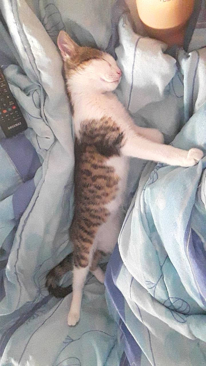 Coco a rejoint le concours — aidez-le/la à gagner de superbes lots ! aegean_cat, arabian_mau, asian, carnivore, cat, domestic_short_haired_cat, european_shorthair, felidae, german_rex, kitten, leg, mammal, small_to_medium_sized_cats, tail, whiskers