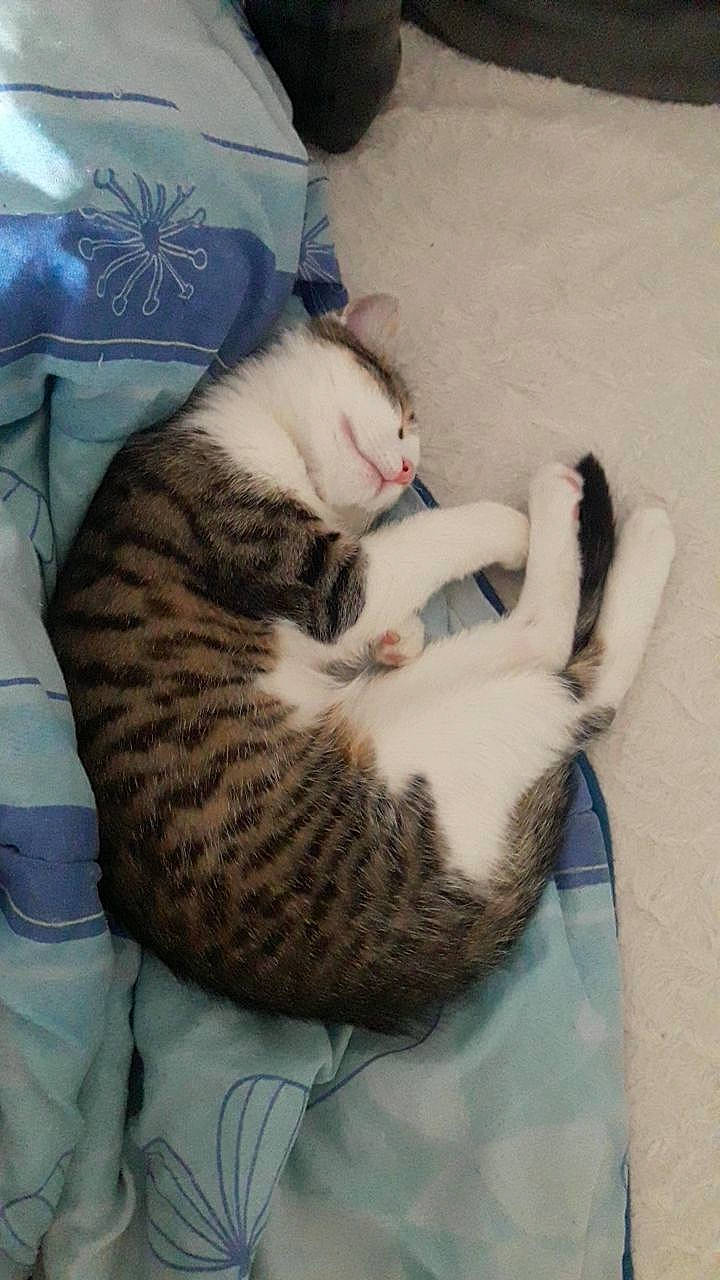 Coco participe au concours pour gagner de l'argent avec cette photo : asian, carnivore, cat, domestic_short_haired_cat, dragon_li, egyptian_mau, european_shorthair, felidae, kitten, mammal, nap, paw, skin, sleep, small_to_medium_sized_cats, tail, whiskers