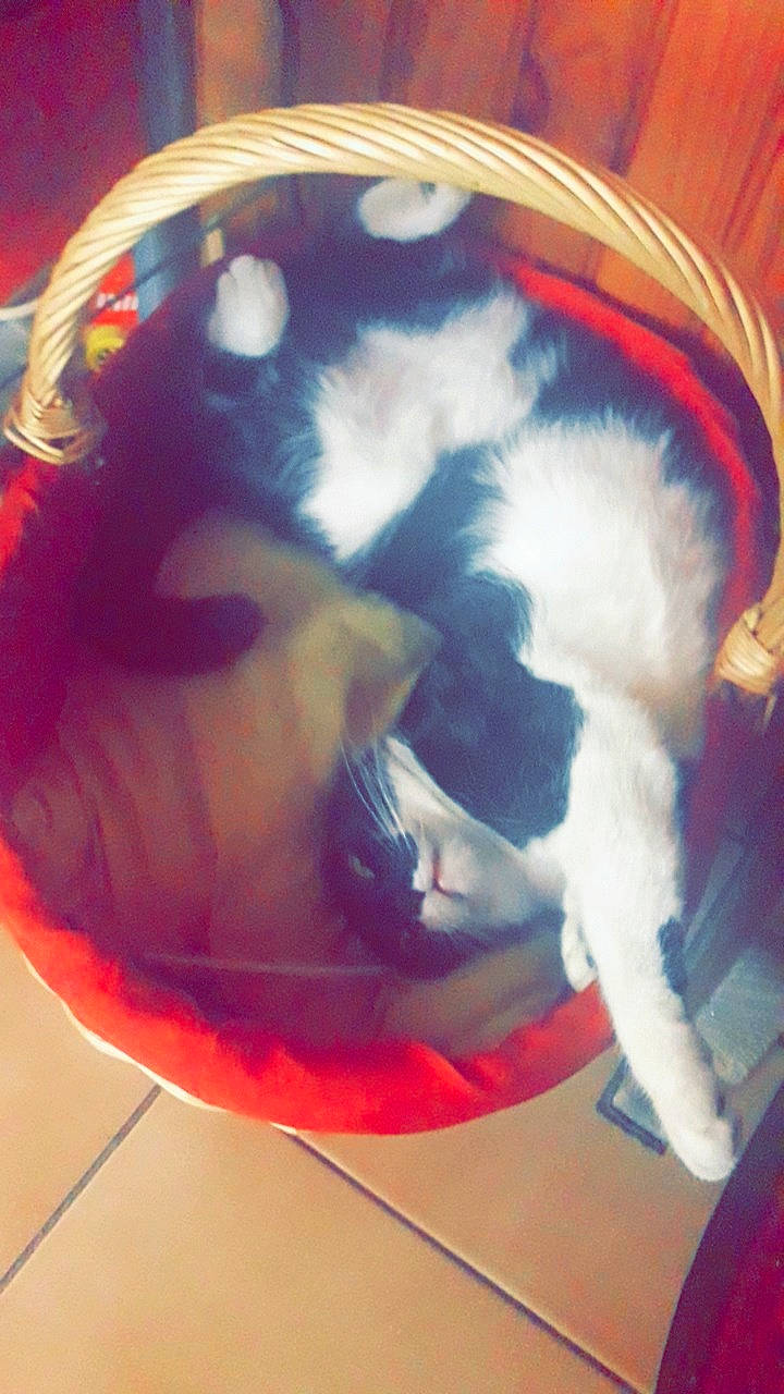 Coquette a rejoint le concours — aidez-le/la à gagner de superbes lots ! canidae, carnivore, cavalier_king_charles_spaniel, dog, dog_breed, japanese_chin, shih_tzu, tail, toy_dog