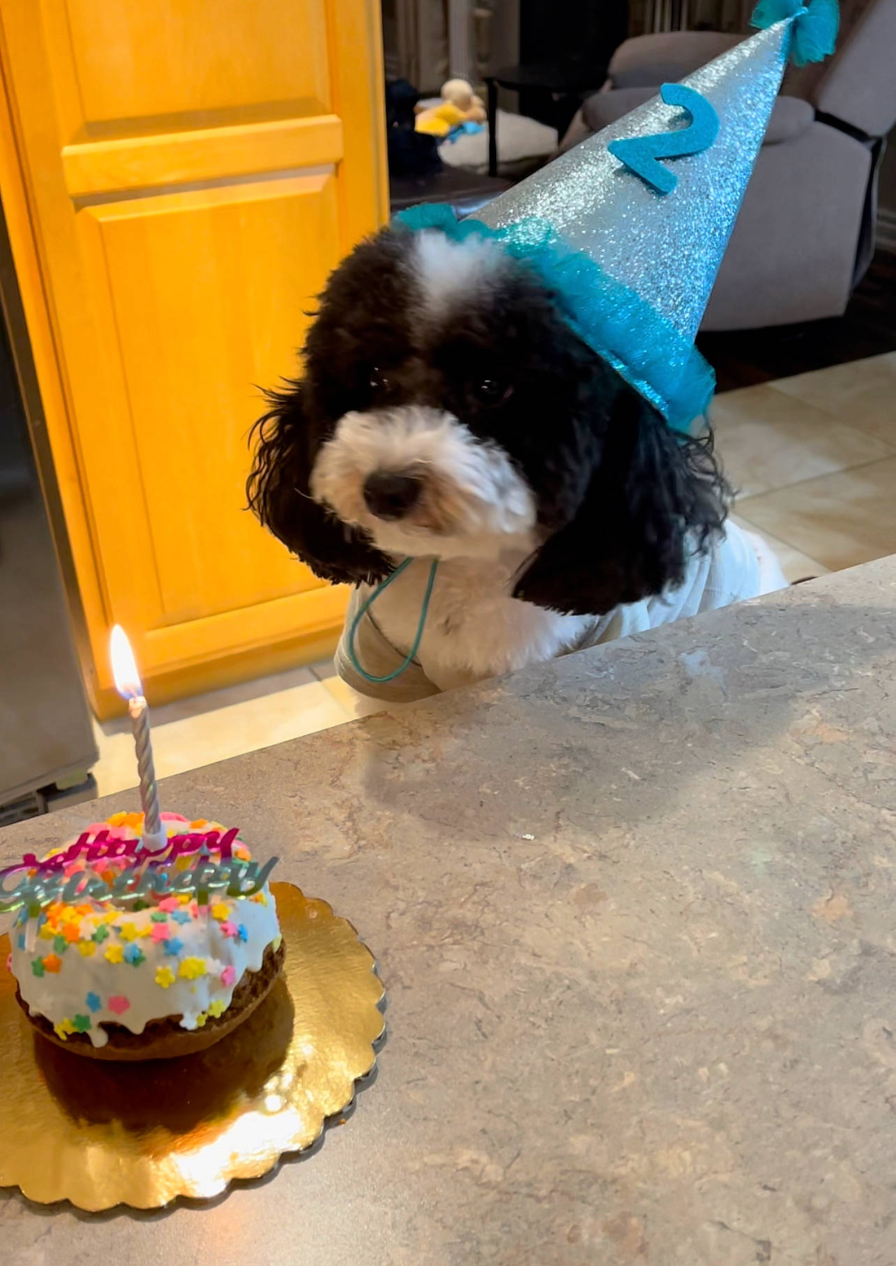 Milo joined the competition — help win amazing prizes! birthday_cake, birthday_candle, cake, cake_decorating, cake_decorating_supply, carnivore, companion_dog, dog, dog_breed, dog_supply, door, event, food, fur, icing, ingredient, party_hat, snout, sugar_cake, toy_dog