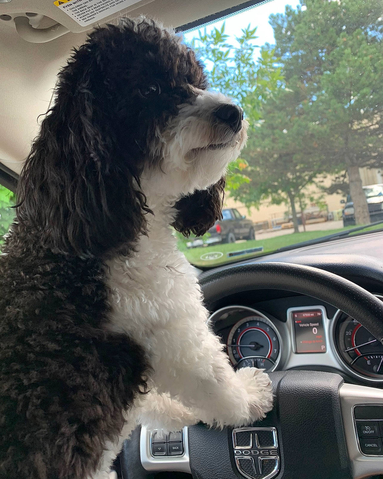 Milo joined the competition — help win amazing prizes! automotive_design, automotive_exterior, automotive_mirror, car, carnivore, companion_dog, dog, dog_breed, gauge, mammal, motor_vehicle, personal_luxury_car, speedometer, steering_wheel, tachometer, vehicle, vehicle_door, wheel, window, windscreen_wiper