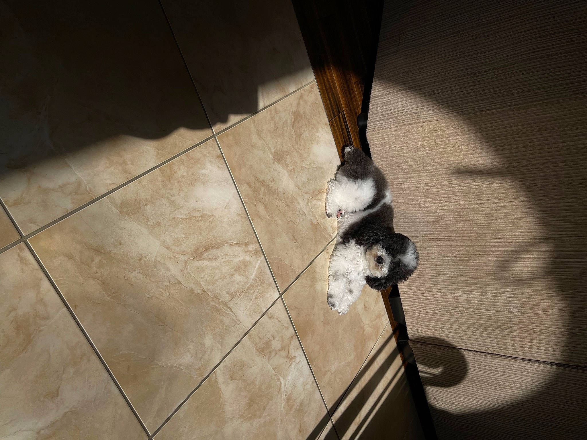 Milo joined the competition — help win amazing prizes! carnivore, darkness, dog_breed, felidae, floor, flooring, foot, fur, hardwood, human_leg, leg, road_surface, shadow, small_to_medium_sized_cats, snout, stairs, tail, tints_and_shades, whiskers, wood