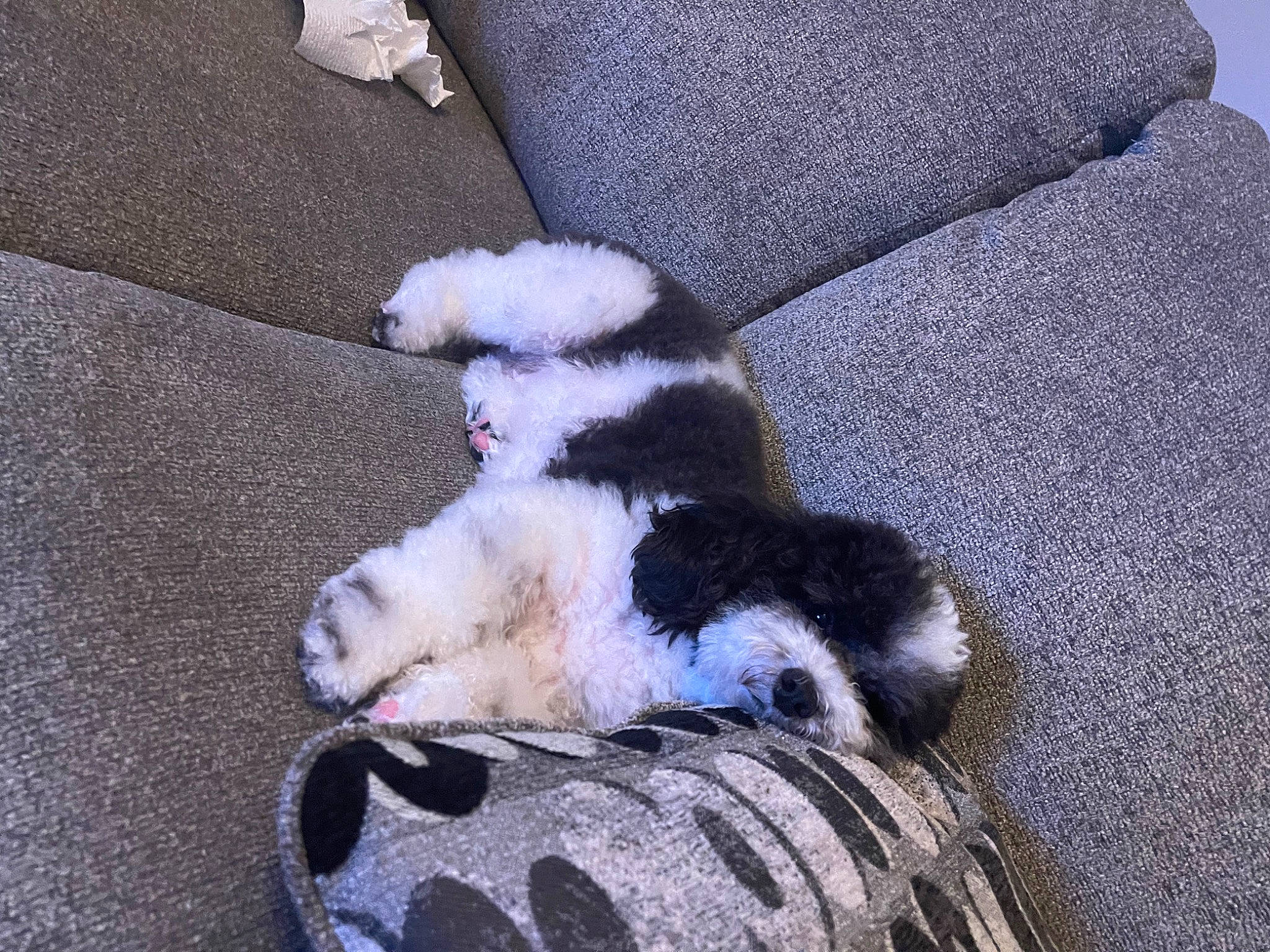 Milo joined the competition — help win amazing prizes! canidae, carnivore, claw, comfort, companion_dog, dog_breed, fawn, felidae, foot, fur, grey, human_leg, linens, non_sporting_group, paw, small_to_medium_sized_cats, sporting_group, tail, terrestrial_animal, whiskers