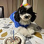 dog, party_hat, cake, candle, tablecloth, indoor, celebration, curly_fur, black_and_white, blue_shirt, pet, birthday, food, plate, sprinkles, table, cute, animal, festive, portrait