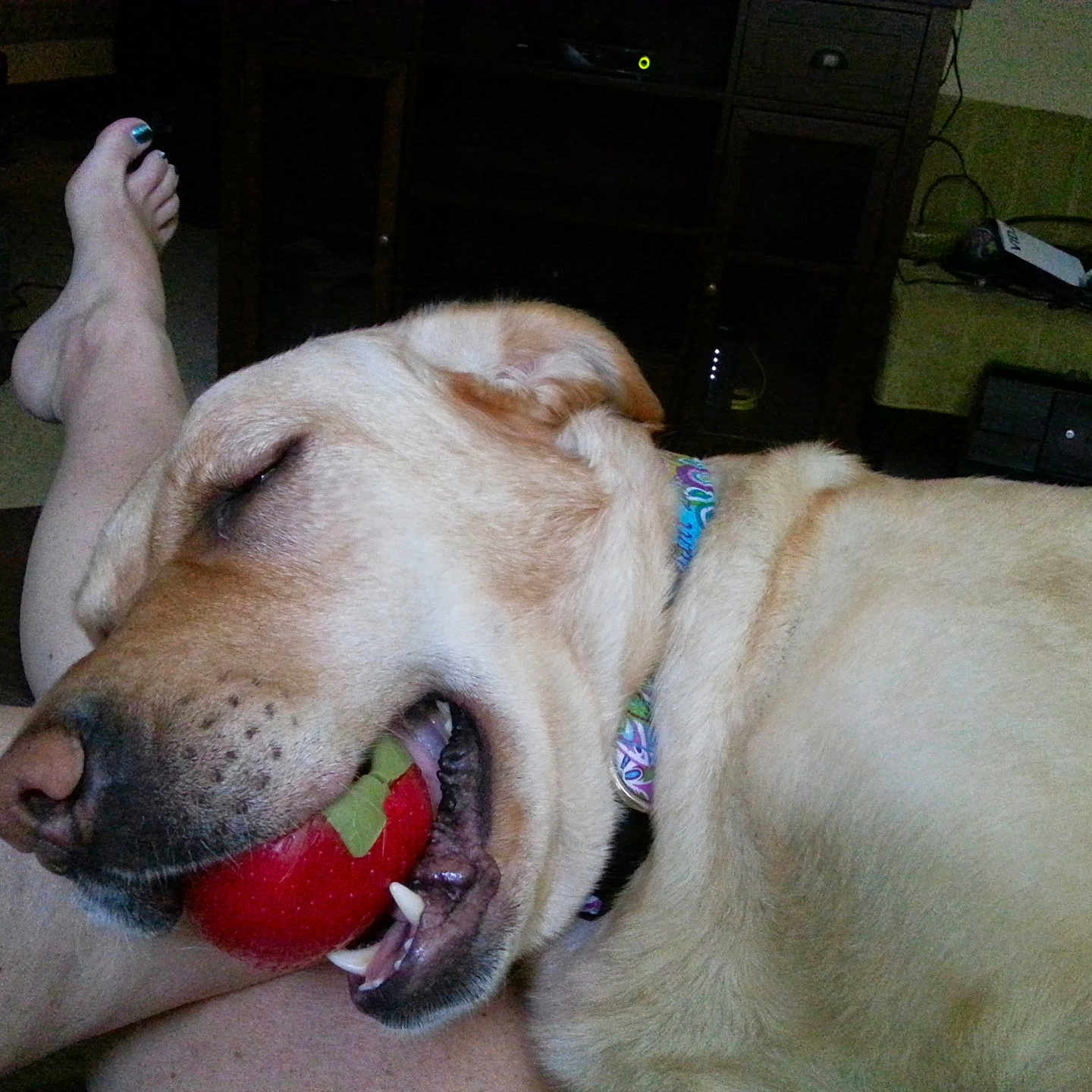 Leilani is registered to the contest to win money with this photo: apple, canine, closeup, collar, couch, dog, furniture, home, human, indoor, leg, light, mouth, pet, relaxing, resting, sleep, sleeping, toenails, toy