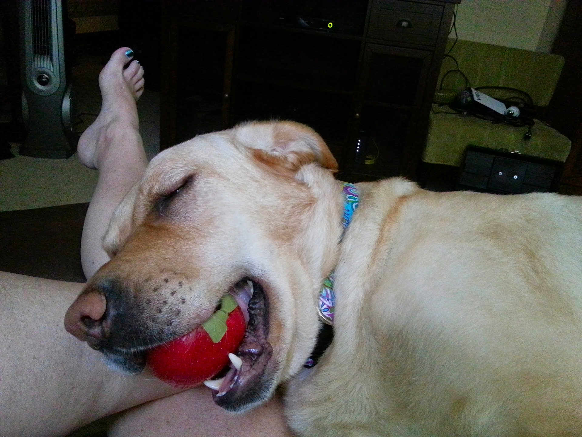 Leilani is registered to the contest to win money with this photo: apple, canine, closeup, collar, couch, dog, furniture, home, human, indoor, leg, light, mouth, pet, relaxing, resting, sleep, sleeping, toenails, toy