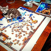 Sir Drako is registered to the contest to win money with this photo: kitten, cat, puzzle, table, wooden_table, puzzle_pieces, box, indoor, pet, feline, curious, sitting, small, gray_cat, striped_cat, unfinished_puzzle, home, chair, paper, plastic_bag