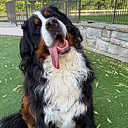 Archer is registered to the contest to win money with this photo: animal, bernese_mountain_dog, black_fur, brown_fur, canine, cute, dog, fence, friendly, fur, green_turf, happy, outdoor, pet, playful, sitting, stone_wall, tongue, tongue_out, white_fur