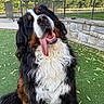 animal, bernese_mountain_dog, black_fur, brown_fur, canine, cute, dog, fence, friendly, fur, green_turf, happy, outdoor, pet, playful, sitting, stone_wall, tongue, tongue_out, white_fur