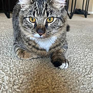 Koda is registered to the contest to win money with this photo: cat, tabby, yellow_eyes, carpet, indoor, living_room, furniture, couch, table, pet, animal, fur, whiskers, ears, paws, closeup, focus, relaxed, brown, cozy
