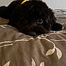 Maylee joined the competition — help win amazing prizes! animal, bed, bedding, black_dog, canine, closeup, collar, comfort, cute, dog, eyes, fur, home, indoor, lying_down, nose, pattern, pet, resting, sleepy