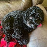 Maylee joined the competition — help win amazing prizes! animal, black_dog, blanket, comfortable, companion, cozy, curled_up, curly_fur, cute, dog, domestic_animal, fur, indoors, leather_chair, looking, pet, red_and_black, relaxed, resting, small_dog