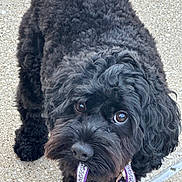 Maylee joined the competition — help win amazing prizes! adorable, animal, black_dog, canine, close_up, companion, curious, curly_fur, cute, dog, friendly, fur, leash, looking_up, outdoor, pet, portrait, sidewalk, texture, walking