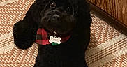 Maylee joined the competition — help win amazing prizes! animal, bandana, black_dog, canine, collar, companion, cute, dog, domestic, floor, fluffy, fur, home, indoor, lying_down, name_tag, patterned_rug, pet, rug, wooden_cabinet