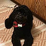 animal, bandana, black_dog, canine, collar, companion, cute, dog, domestic, floor, fluffy, fur, home, indoor, lying_down, name_tag, patterned_rug, pet, rug, wooden_cabinet