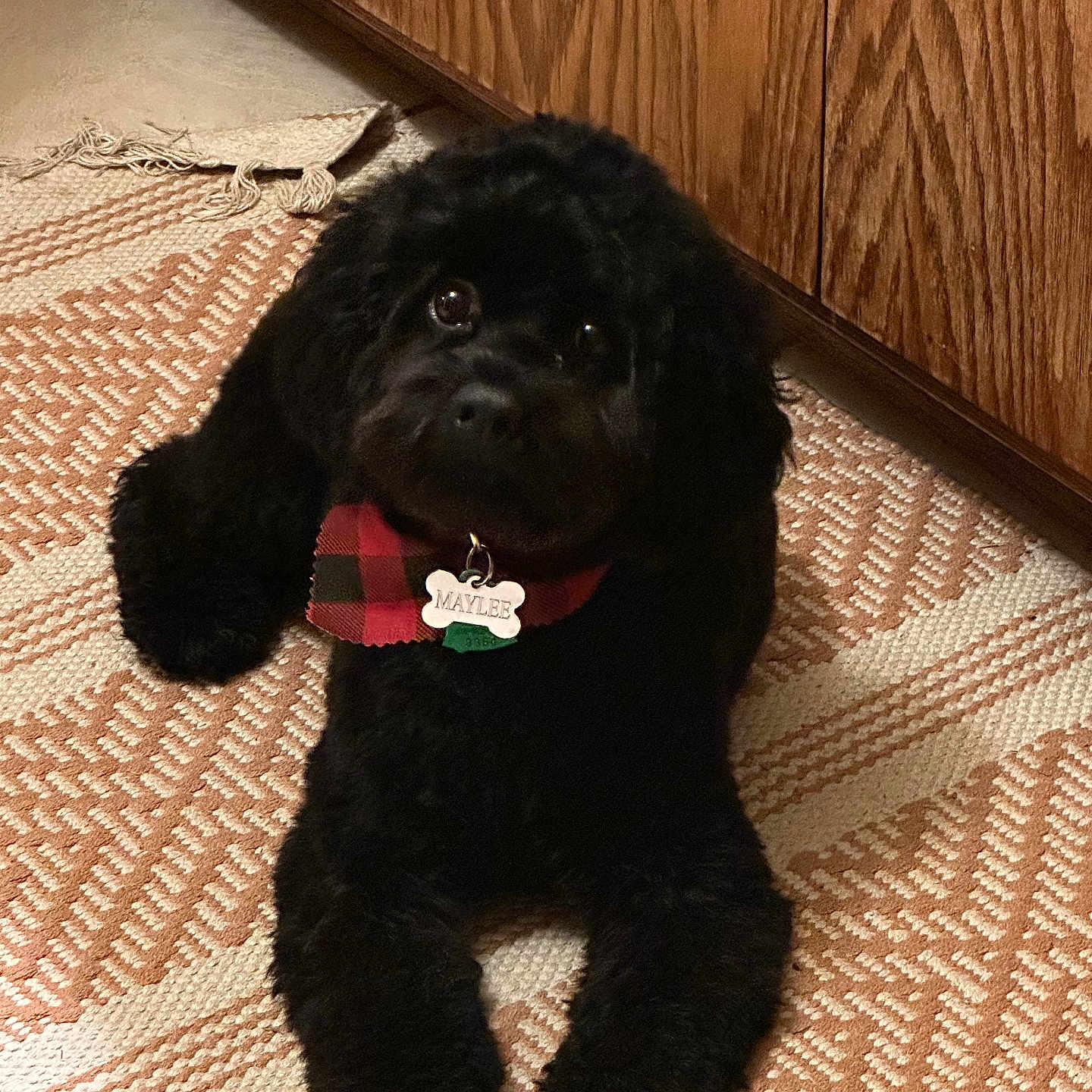 Maylee joined the competition — help win amazing prizes! animal, bandana, black_dog, canine, collar, companion, cute, dog, domestic, floor, fluffy, fur, home, indoor, lying_down, name_tag, patterned_rug, pet, rug, wooden_cabinet