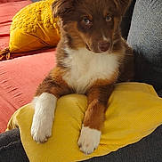 Aya a rejoint le concours — aidez-le/la à gagner de superbes lots ! puppy, dog, yellow_pillow, yellow_cushion, red_sofa, couch, indoor, pet, fur, cute, resting, looking, cozy, domestic, animal, young_dog, soft_texture, living_room, relaxed, comfort