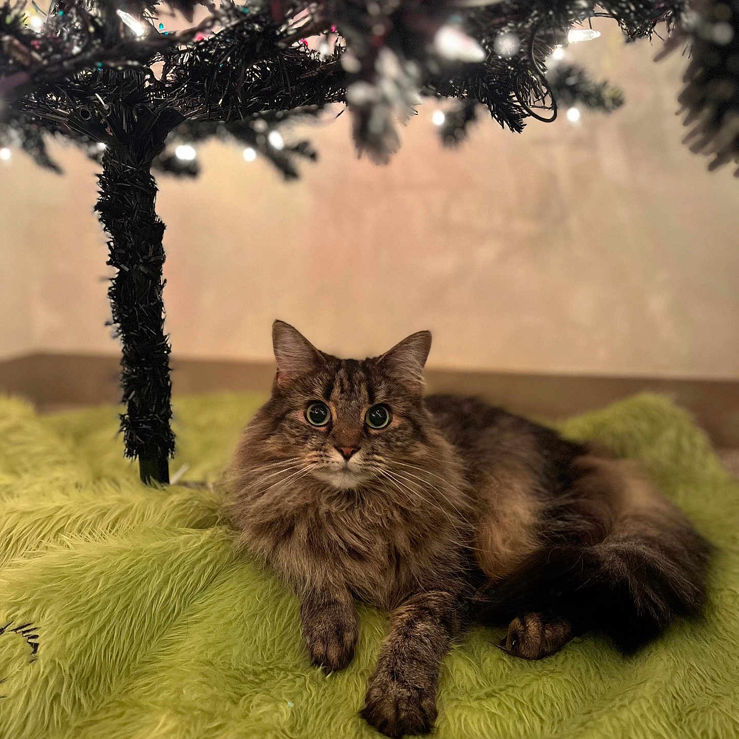 Phoebe joined the competition — help win amazing prizes! abyssinian, angora, animal, blanket, cat, conifer, fir, furniture, grass, jungle, kitten, lighting, manx, nature, outdoors, pet, plant, tree, vegetation, wood