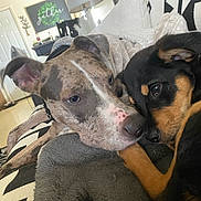 Shiloh is registered to the contest to win money with this photo: dog, dogs, puppy, cuddling, snuggling, close_up, nose, snout, eyes, brindle, black_and_tan, collar, blanket, couch, living_room, home_interior, pet, companionship, cozy, portrait