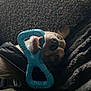 Shiloh is registered to the contest to win money with this photo: dog, pet, chew_toy, blue_toy, teeth, muzzle, nose, snout, whiskers, couch, blanket, upholstery, harness, leash, indoor, close_up, playful, relaxed, portrait, sleepy