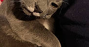 Raindrop joined the competition — help win amazing prizes! bed, blanket, cat, close_up, cozy, feline, fur, gray_fur, green_eyes, indoor, nose, paw, pet, portrait, relaxed, sleepy, whisker_detail, whiskers, white_paw, yellow_green_eyes