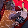 cat, gray_cat, sweater, argyle, blanket, red_blanket, plush_cat_illustration, paws, whiskers, big_eyes, cozy, knitwear, portrait, indoor, pet, cuddling, patterned_fabric, holiday_lights, cute, relaxed