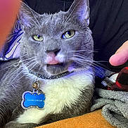 Raindrop joined the competition — help win amazing prizes! cat, feline, pet, tongue_out, collar, id_tag, bell, gray_cat, white_chest, whiskers, green_eyes, close_up, portrait, indoor, blanket, fleece, human_hand, partial_face, cozy, playful