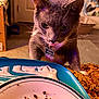 cat, gray_cat, pet, whiskers, tongue_out, collar, id_tag, plate, crumbs, bowl, food, indoor, close_up, sequin_pillow, carpet, door, cardboard_box, furniture, warm_lighting, curious