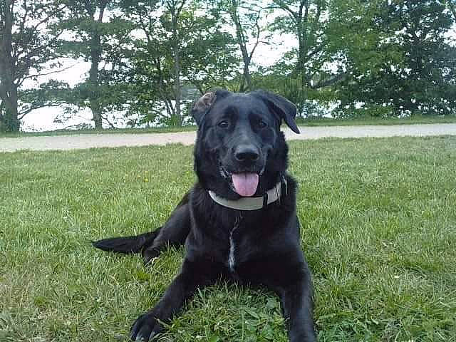 Carla a rejoint le concours — aidez-le/la à gagner de superbes lots ! borador, carnivore, collar, companion_dog, dog, dog_breed, dog_collar, grass, guard_dog, gun_dog, labrador_retriever, plant, pointing_breed, retriever, sporting_group, tail, tree, whiskers, working_animal, working_dog