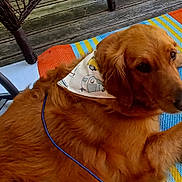Daisy joined the competition — help win amazing prizes! dog, golden_retriever, bandana, outdoor, rug, colorful, striped, wooden_deck, chair_legs, pet, canine, relaxed, fur, paw, nose, animal, companion, summer, resting, domestic_animal