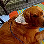 dog, golden_retriever, bandana, outdoor, rug, colorful, striped, wooden_deck, chair_legs, pet, canine, relaxed, fur, paw, nose, animal, companion, summer, resting, domestic_animal