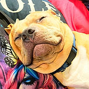 Demon is registered to the contest to win money with this photo: dog, sleeping, close_up, collar, face, resting, pillow, butterfly, colorful, animal, pet, cozy, fur, cute, relaxed, indoors, portrait, snout, whiskers, expression
