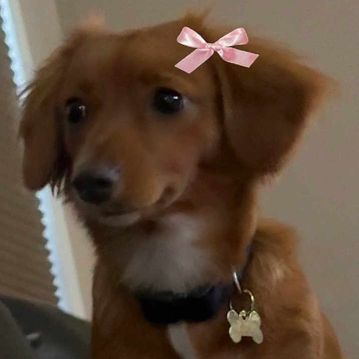 Gracie
