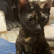 Hazel joined the competition — help win amazing prizes! kitten, cat, tortoiseshell, indoor, pet, animal, curious, sitting, soft_surface, feline, young, ears, whiskers, closeup, domestic, cute, brown, black, home, floor