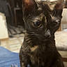 animal, black, brown, cat, closeup, curious, cute, domestic, ears, feline, floor, home, indoor, kitten, pet, sitting, soft_surface, tortoiseshell, whiskers, young