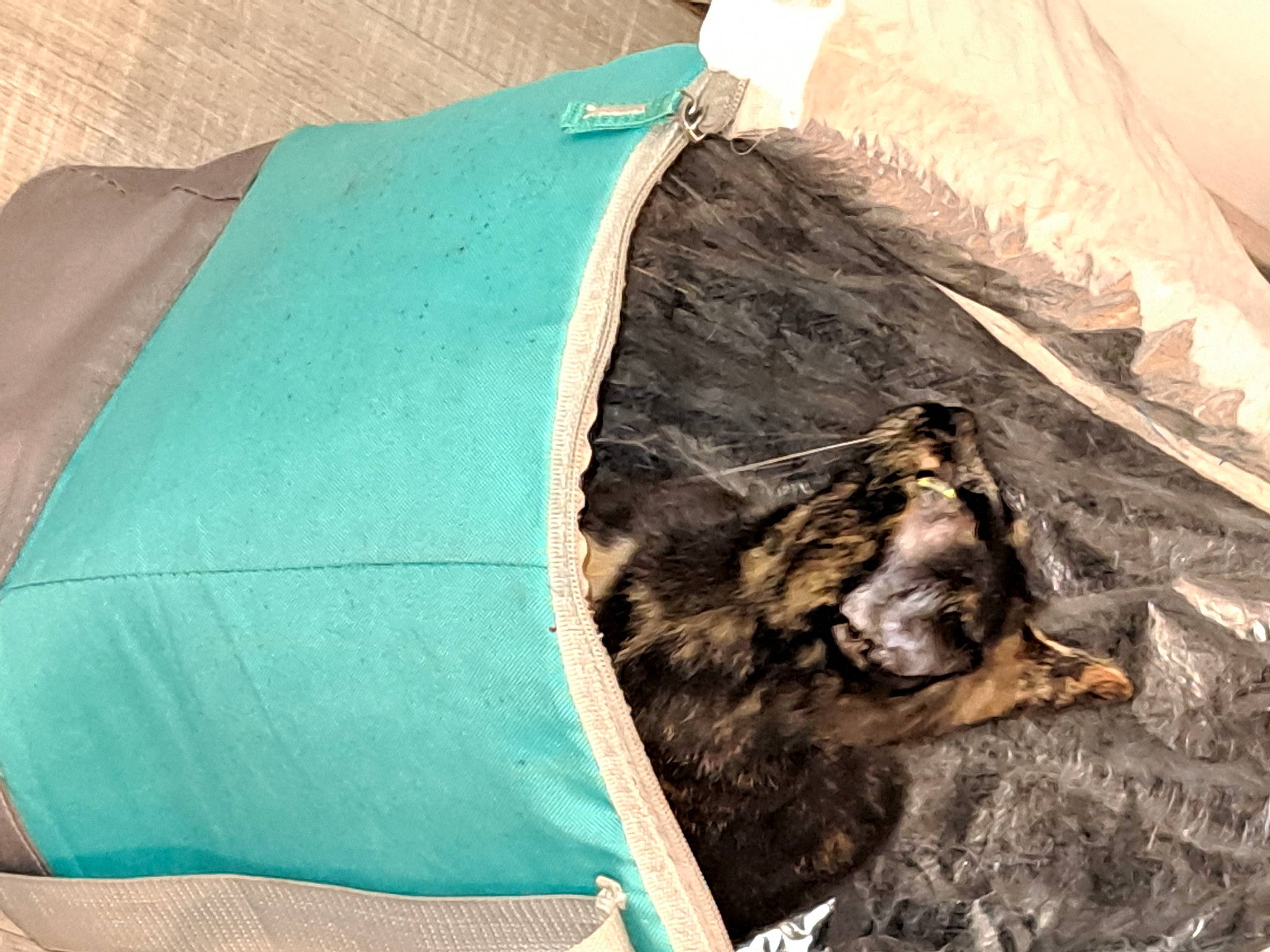 Tina participe au concours pour gagner de l'argent avec cette photo : art, cat, domestic_short_haired_cat, electric_blue, fashion_accessory, felidae, fur, linens, small_to_medium_sized_cats, tail, tarpaulin, tent, tints_and_shades, whiskers, wood
